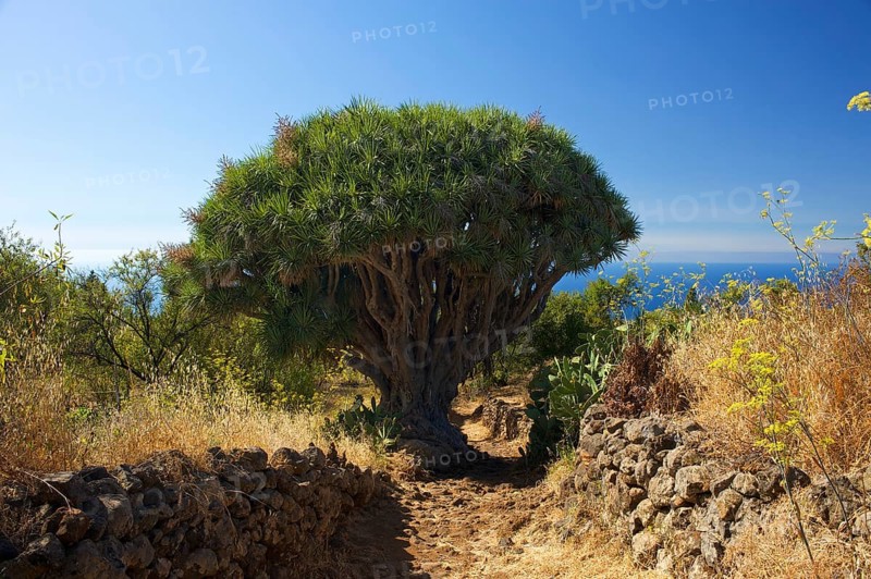 Canary Island Dragon Tree (Dracaena draco) on the north coast of La Palma