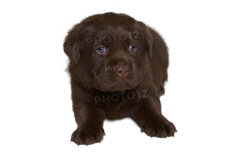 Chocolate Labrador Retriever puppy
