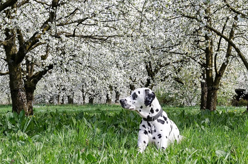 Dalmatian lying in a meadow in front of blossoming Cherry trees (Prunus avium)