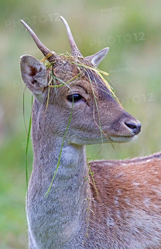 Young fallow deer (Dama dama)