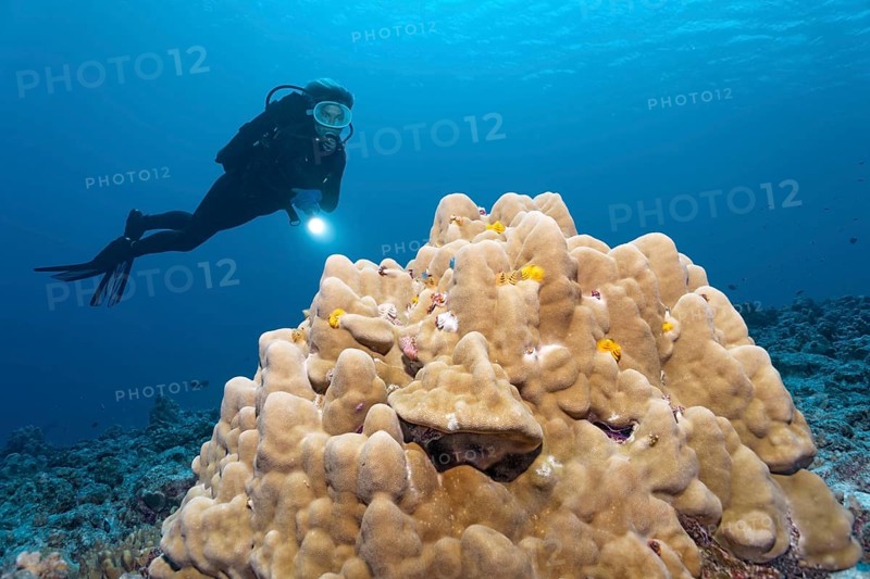 Scuba diver looking at a coral block with Christmas Tree Worms (Spirobranchus giganteus)