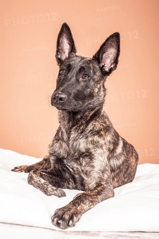 Lying Hollandse Herdershond or Dutch Shepherd Dog