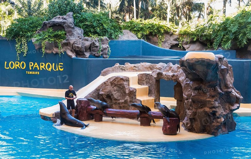 Sea Lion Show