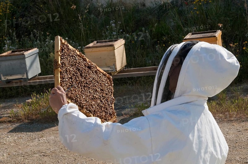 Beekeeper checking a frame of brood