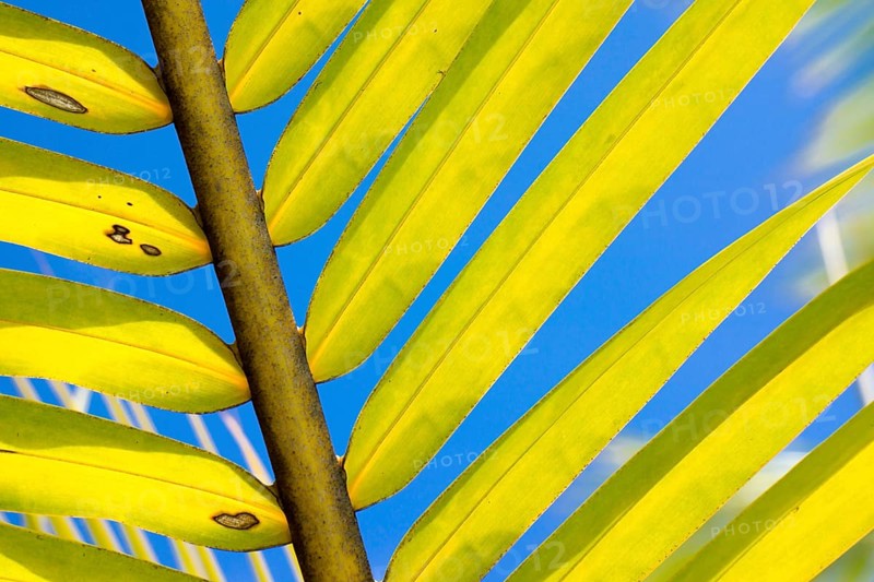 Palm frond of a Coconut Palm (Cocos nucifera)