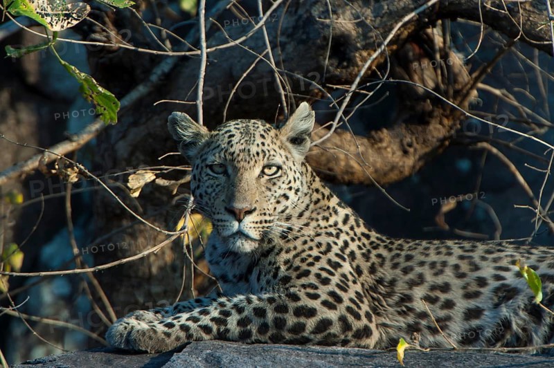 Leopard (Panthera pardus)