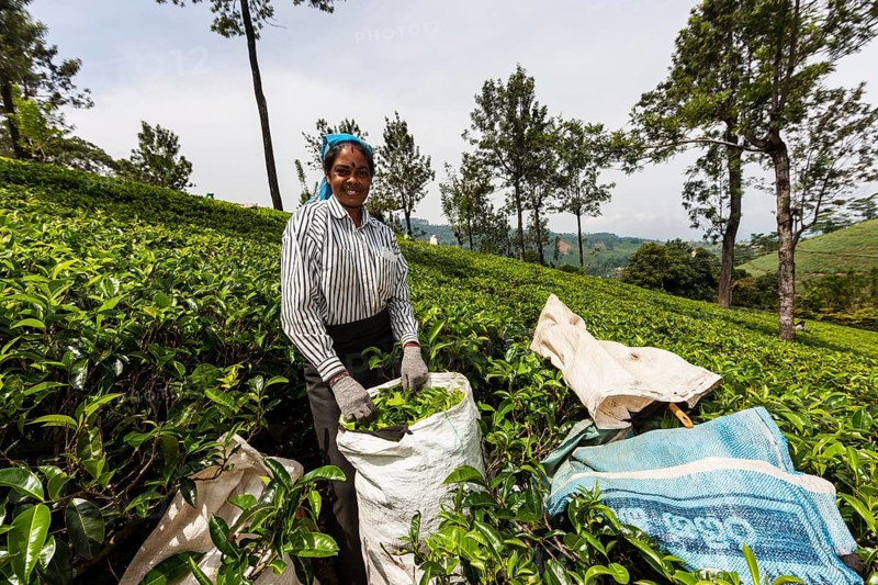 Tea picker