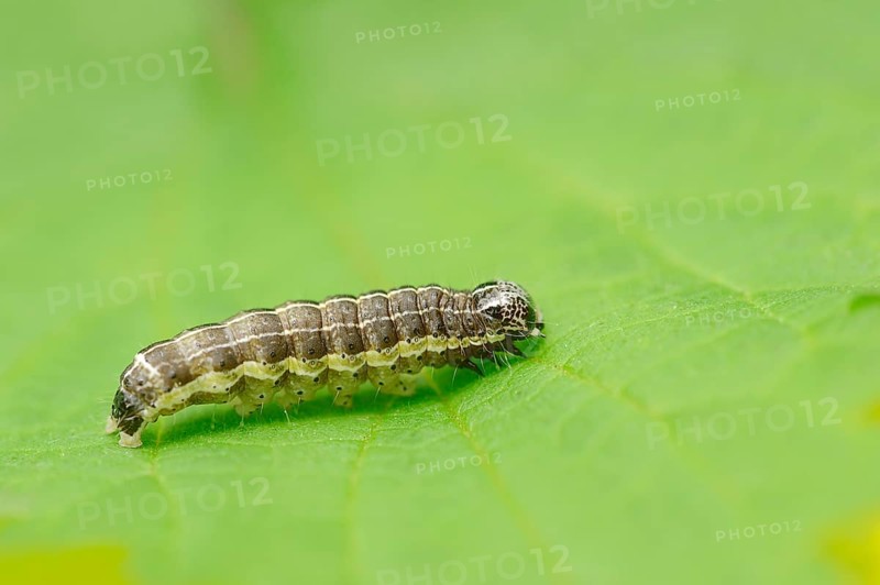 Caterpillar