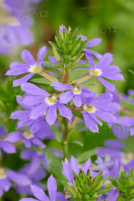 Fairy Fan-Flower or Common Fan-Flower (Scaevola aemula)