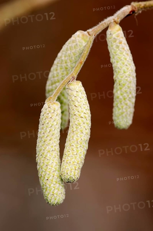 Common Hazel (Corylus avellana)
