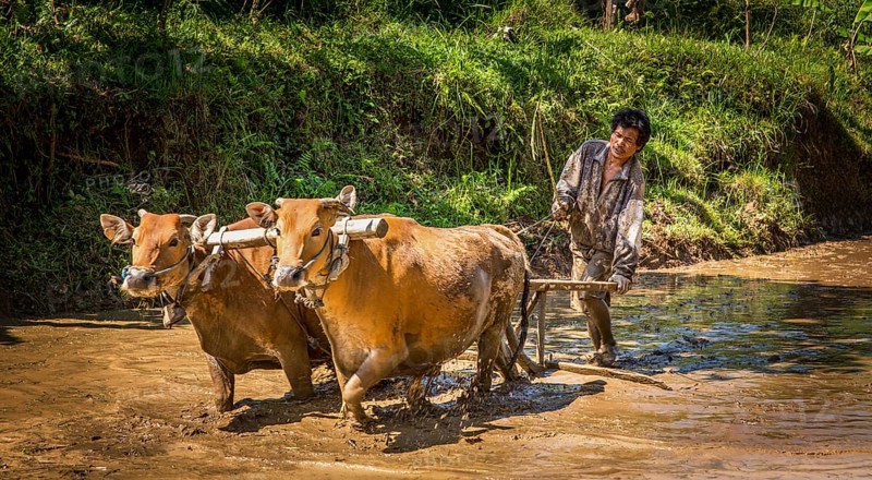 Farmer ploughing a rice paddy with water buffaloes