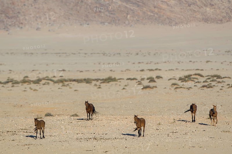 Wild horses in the Namib Desert