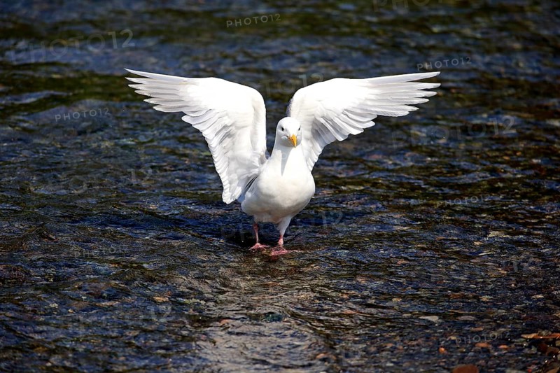 Western Gull (Larus occidentalis) adult