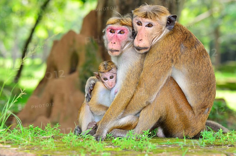 Toque Macaques (Macaca sinica)