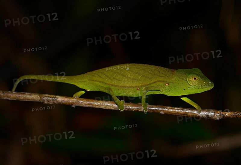 Chameleon species (Calumma marojezense)