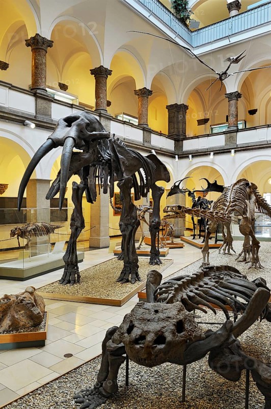 Muhldorfer Urelefant (Gomphotherium)