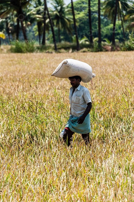 Indian man carrying a sack of rice on his head on a field
