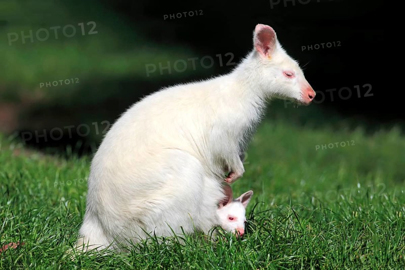 Red-necked Wallaby (Macropus rufogriseus)