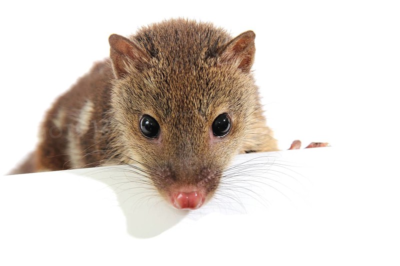 Tiger Quoll (Dasyurus maculatus)