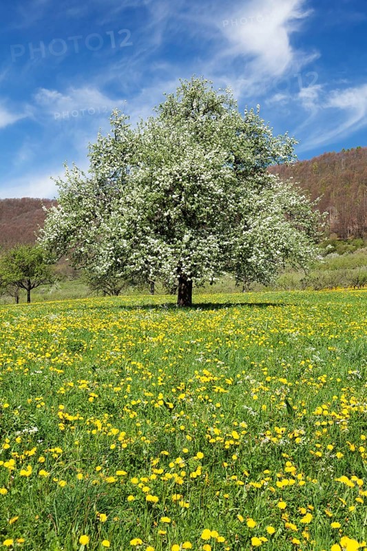 Fruit tree in blossom on a meadow in spring