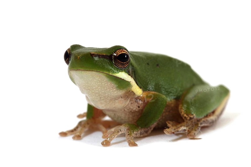 Eastern Dwarf Tree Frog (Litoria fallax)