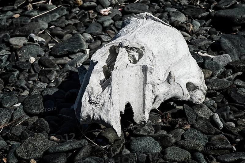 Walrus skull