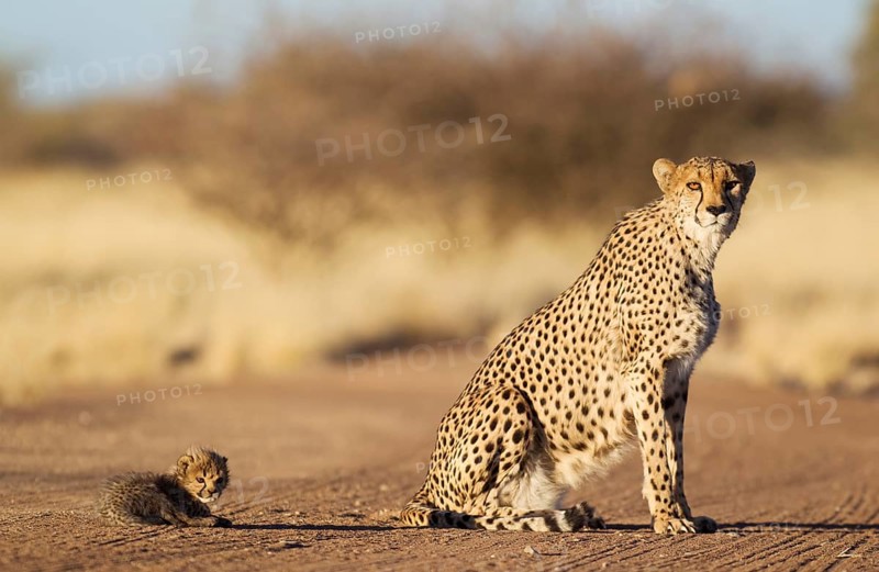 Cheetah (Acinonyx jubatus)