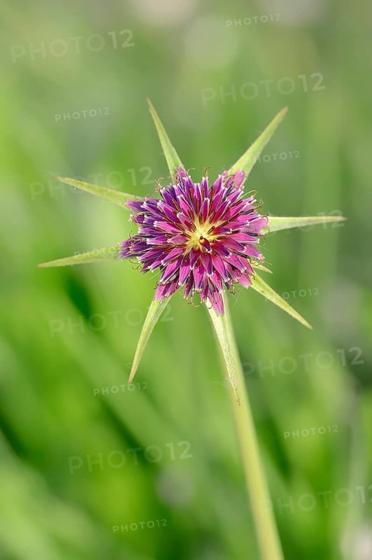 Purple Salsify or Goatsbeard (Tragopogon porrifolius)