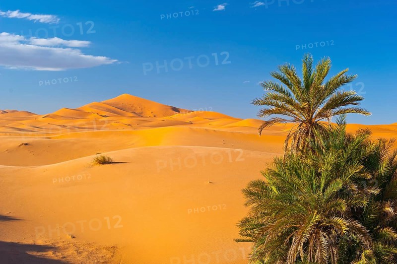 Date Palms (Phoenix) and sand dunes