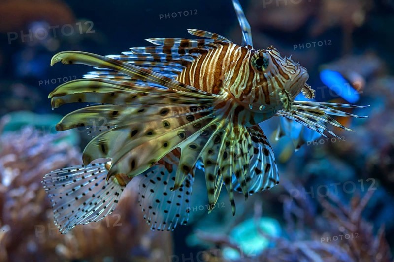 Red Lionfish (Pterois volitans) in the aquarium of Nuremberg Zoo