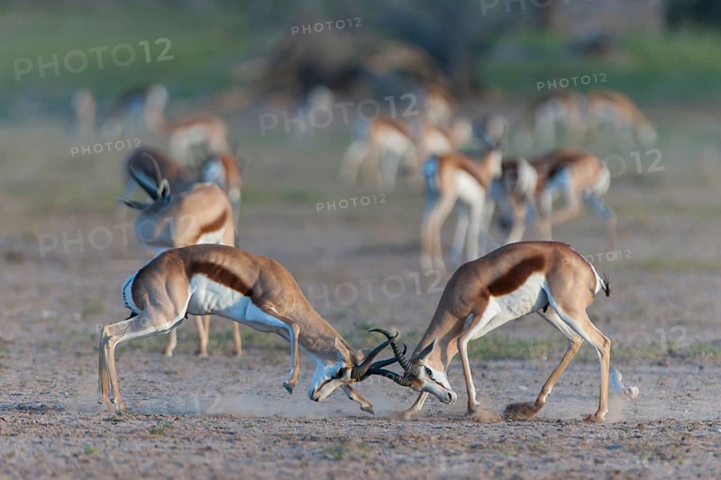 Male Springboks (Antidorcas marsupialis) fighting for dominance and social rank in the herd