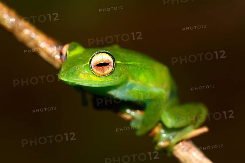 Poison Dart Frog