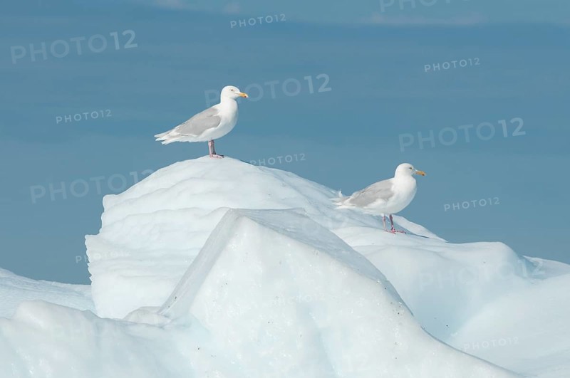 Glaucous Gulls (Larus hyperboreus) on ice
