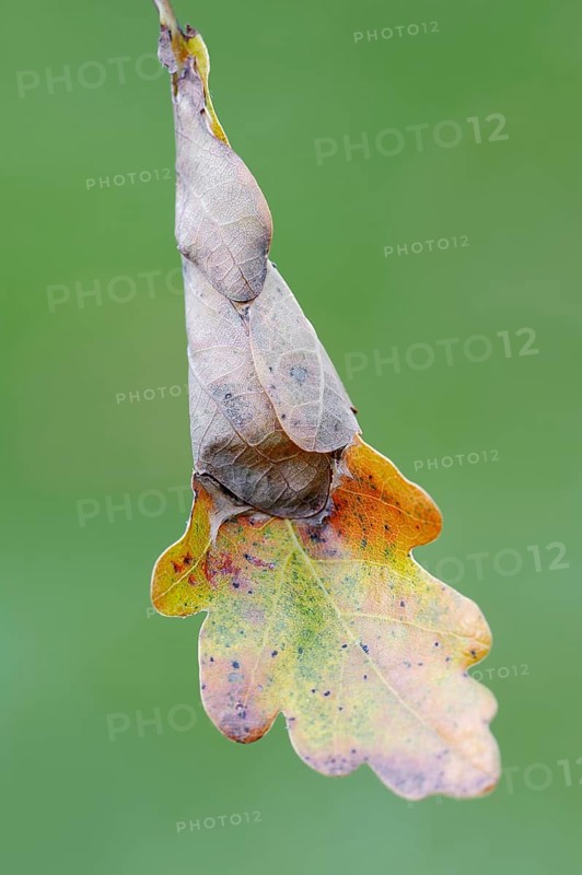 Green Oak Leaf Roller (Tortrix viridana)