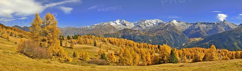 Larch forest (Larix) in autumn