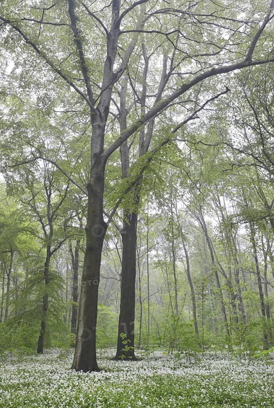 Flowering wild garlic (Allium ursinum) in spring forest