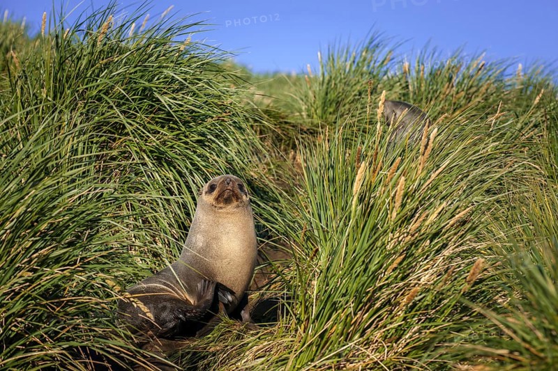 Antarctic Fur Seal (Arctocephalus gazella) in high tussock grass