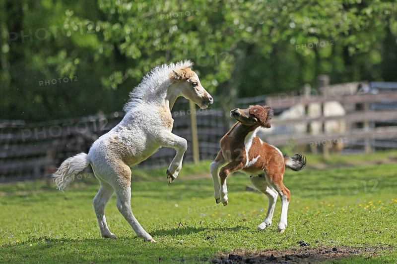 Playing foals