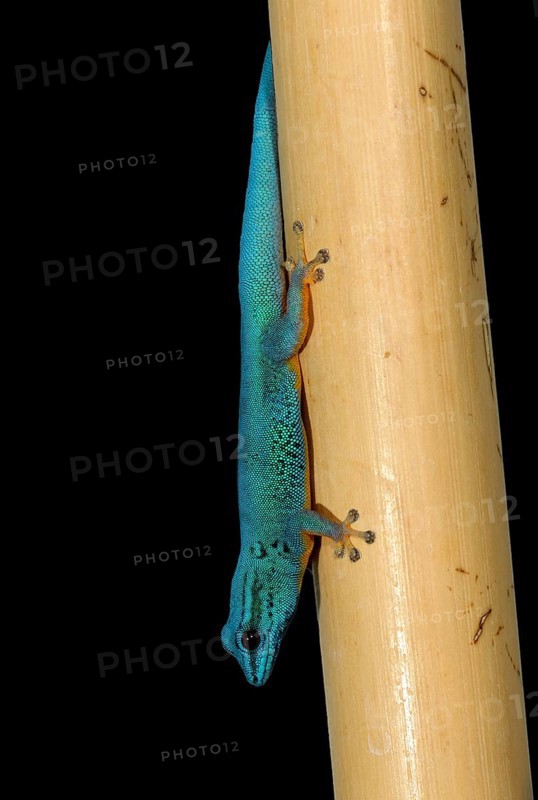 Turquoise Dwarf Gecko or William's Dwarf Gecko (Lygodactylus williamsi)