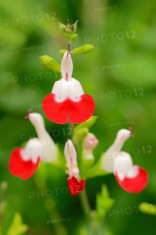 Baby Sage or Blackcurrant Sage var 'Hot Lips' (Salvia microphylla)