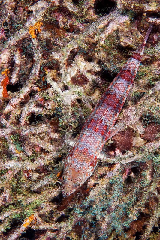 Variegated Lizardfish or Common LIzardfish (Synod variegatus)