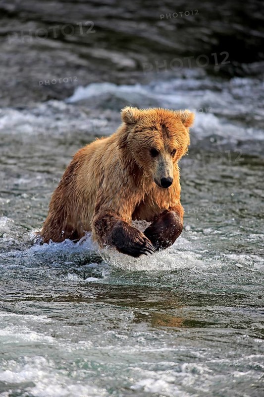 Grizzly Bear (Ursus arctos horribilis) adult
