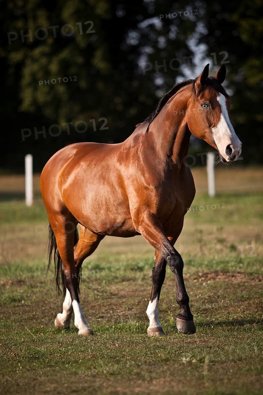 Westphalian mare