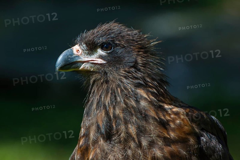 Striated Caracara or Johnny Rook (Phalcoboenus australis)