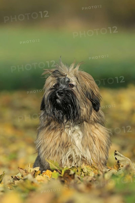 Lhasa Apso sitting in foliage