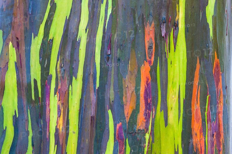 Coloured bark of a Eucalyptus Tree (Eucalyptus sp.)