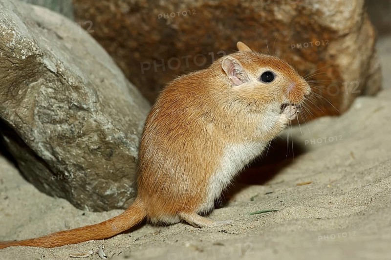 Mongolian Gerbil or Mongolian Jird (Meriones unguiculatus)