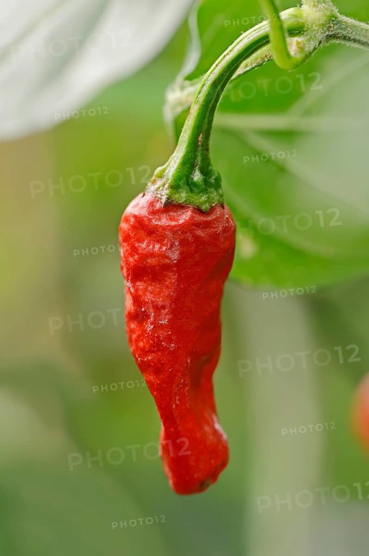 Chili Pepper (Capsicum frutescens)