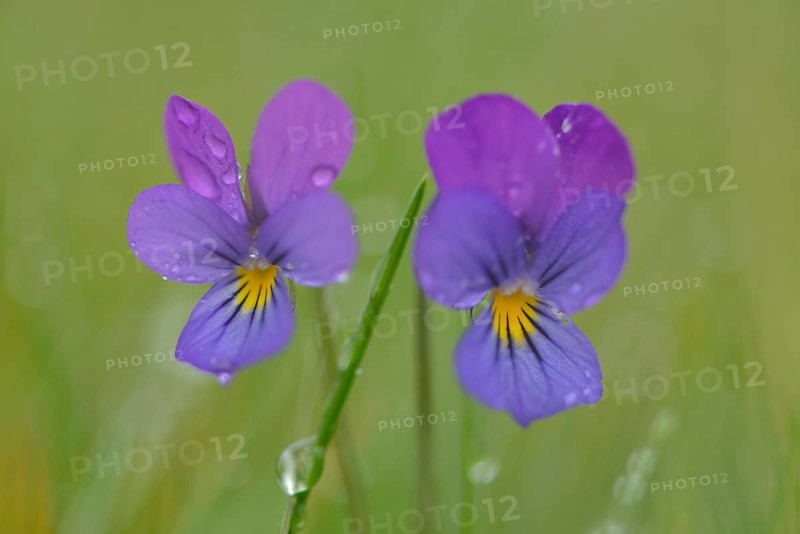 Heartsease or Wild Pansy (Viola tricolor)