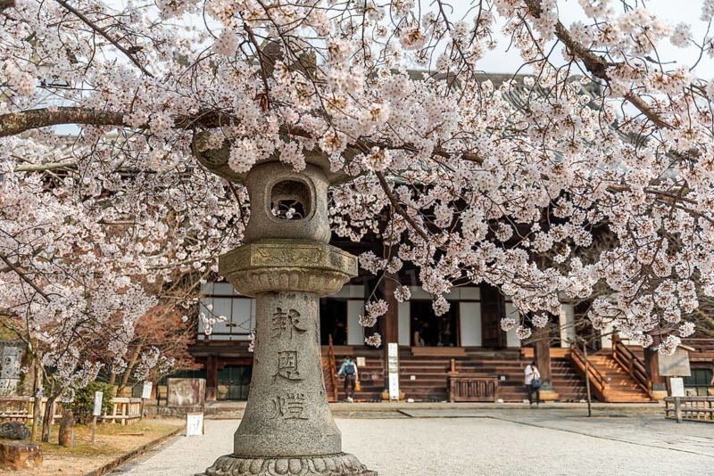 Lantern between cherry blossoms at Shinnyo-do Temple